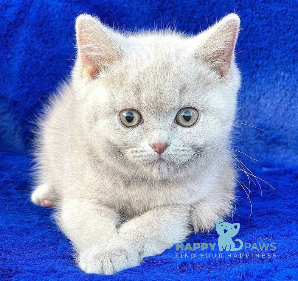 Tanushka British Shorthair Female Fawn Live Animals