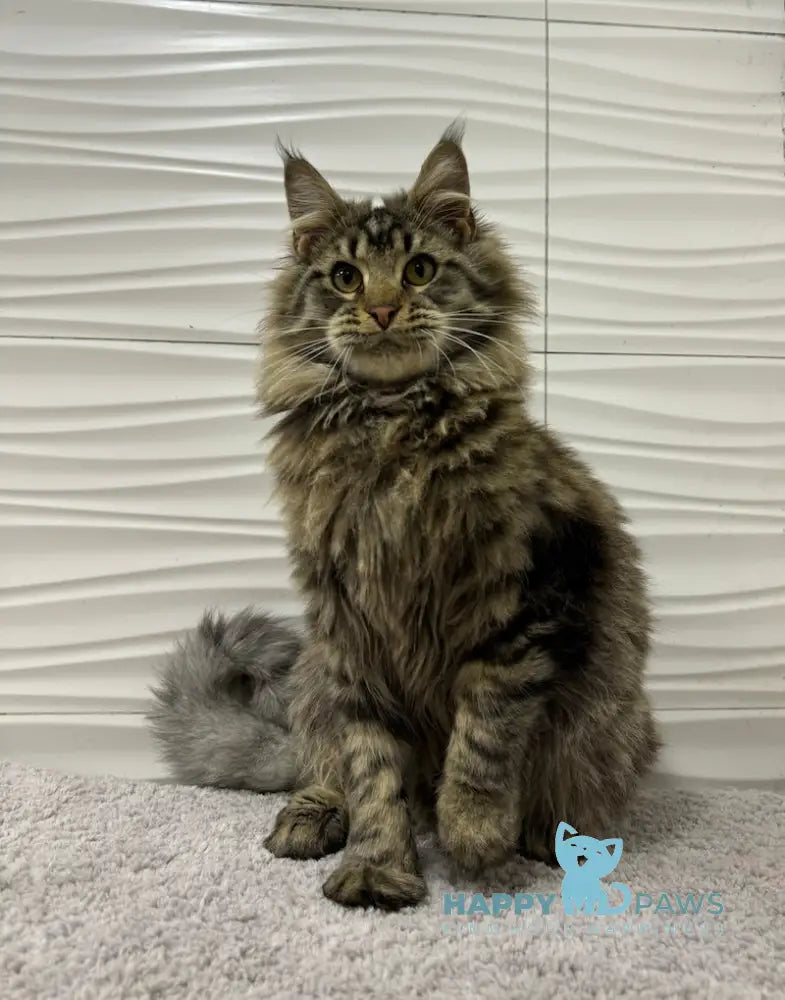 Tarzan Maine Coon Male Black Tabby Live Animals