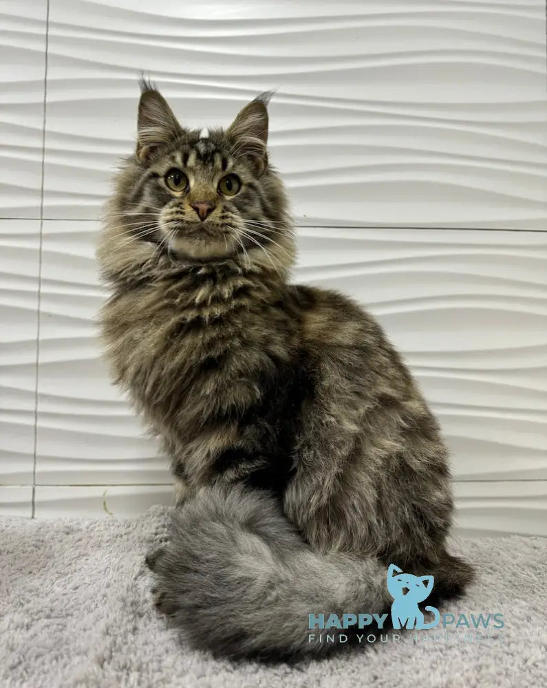 Tarzan Maine Coon Male Black Tabby Live Animals