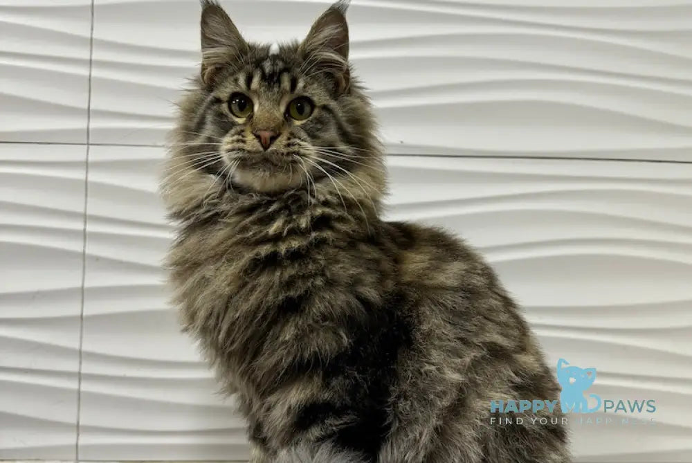 Tarzan Maine Coon Male Black Tabby Live Animals