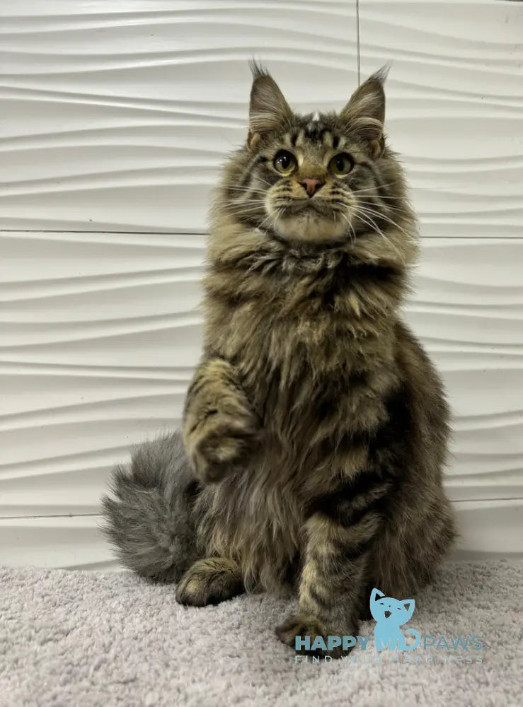 Tarzan Maine Coon Male Black Tabby Live Animals