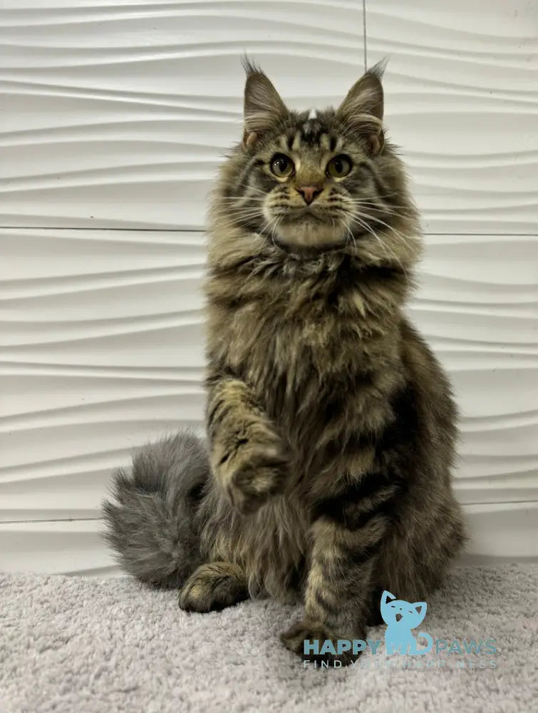 Tarzan Maine Coon Male Black Tabby Live Animals