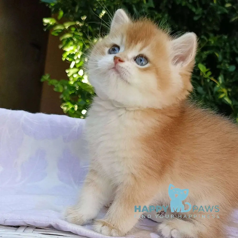 Taya British Shorthair Female Black Golden Chinchilla Live Animals