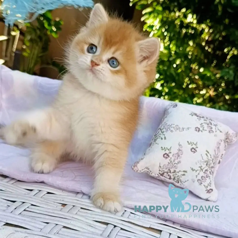 Taya British Shorthair Female Black Golden Chinchilla Live Animals