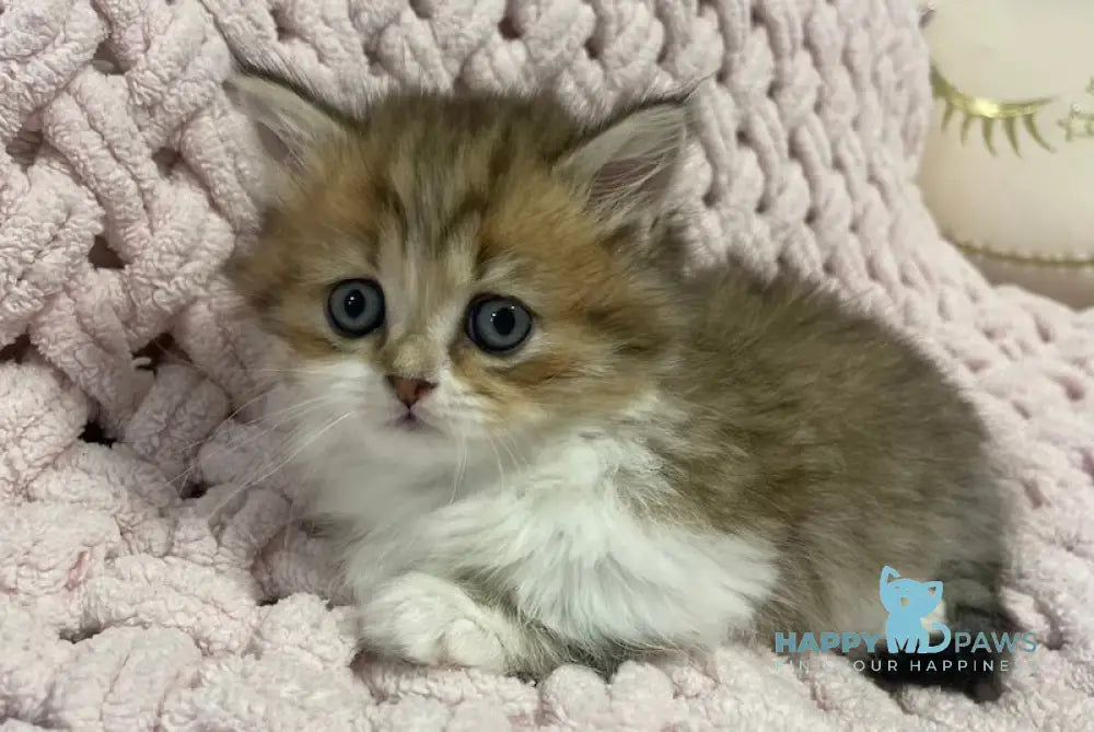 Teddy Munchkin Male Black Tabby Bicolour Live Animals