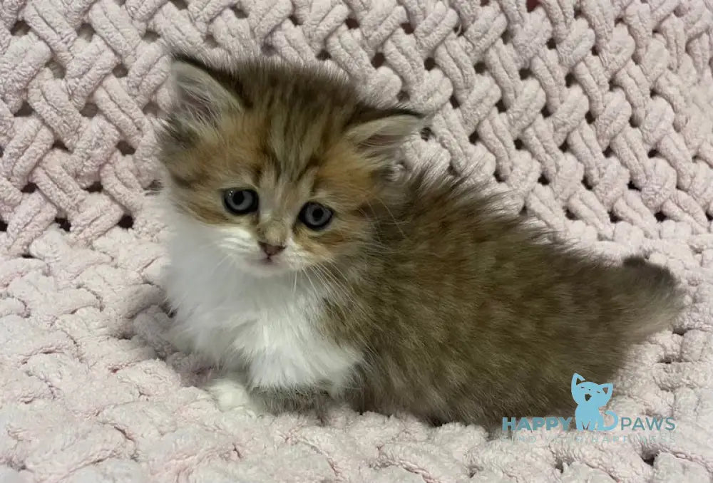 Teddy Munchkin Male Black Tabby Bicolour Live Animals