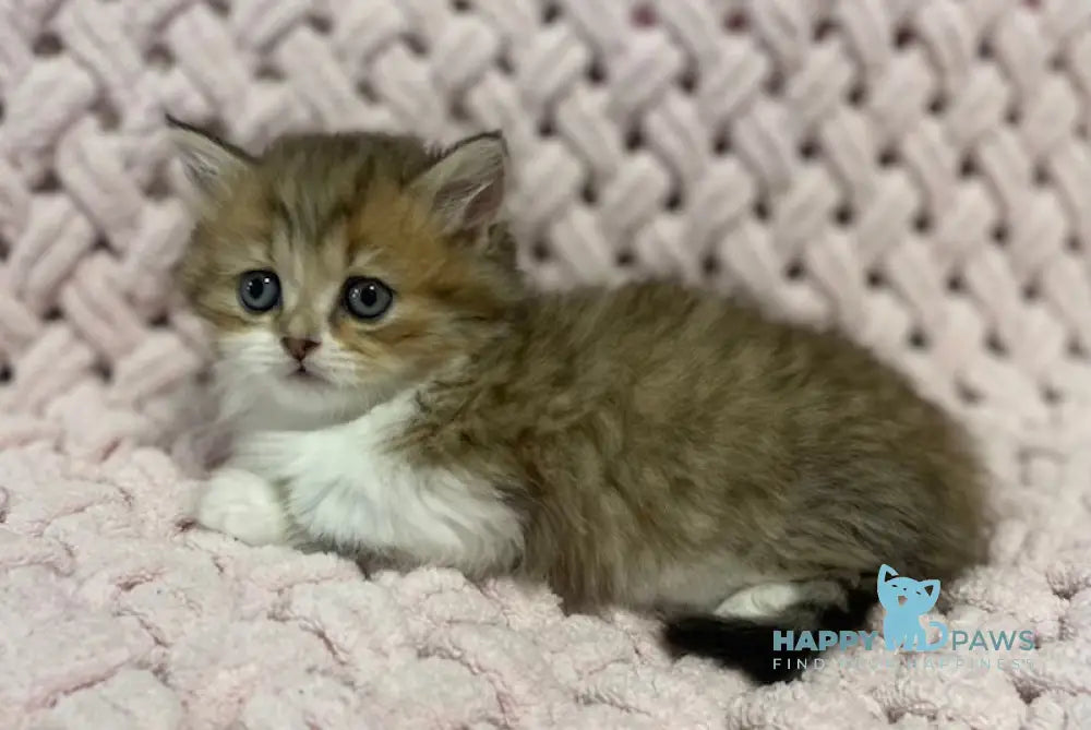 Teddy Munchkin Male Black Tabby Bicolour Live Animals