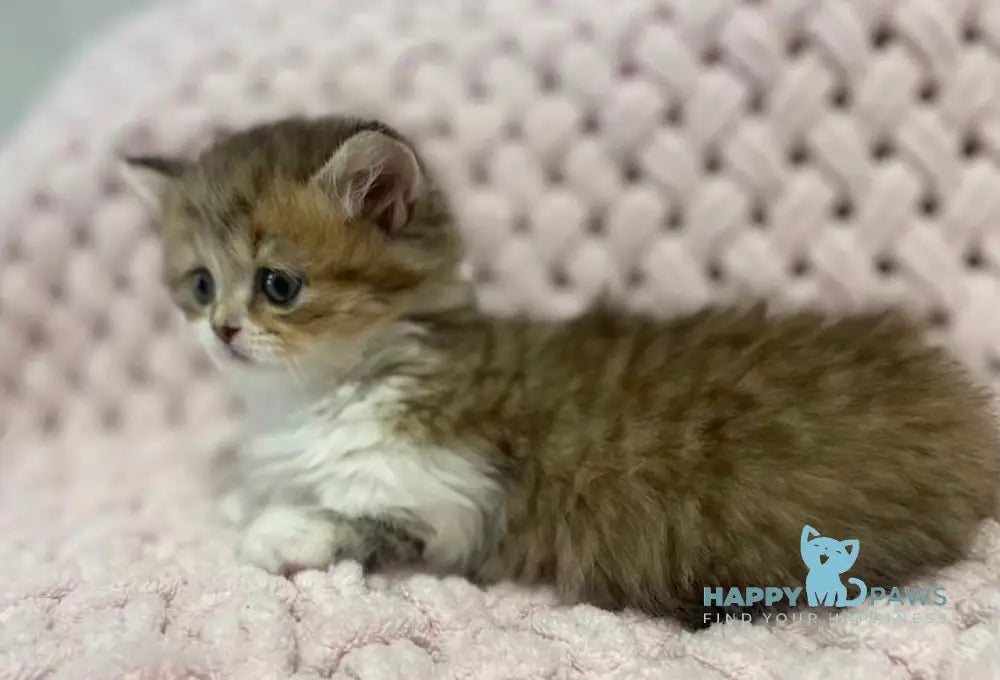 Teddy Munchkin Male Black Tabby Bicolour Live Animals