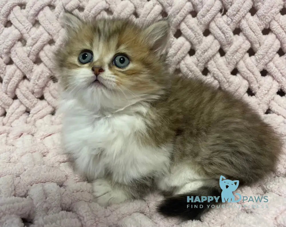 Teddy Munchkin Male Black Tabby Bicolour Live Animals