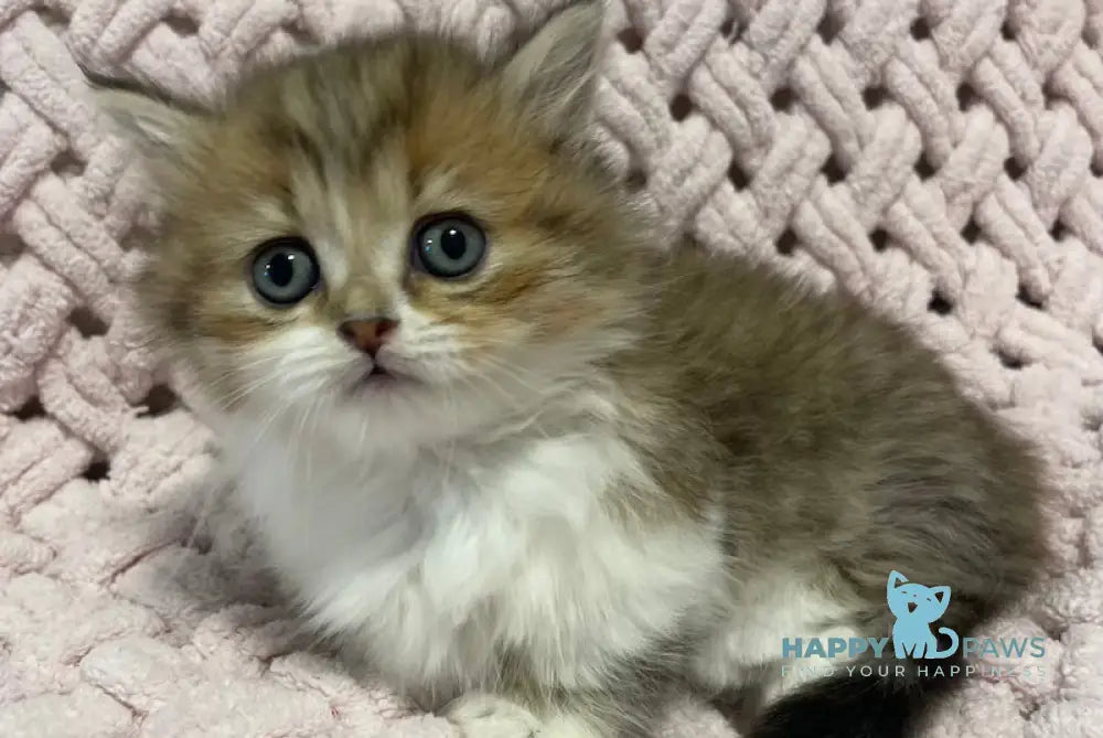 Teddy Munchkin Male Black Tabby Bicolour Live Animals