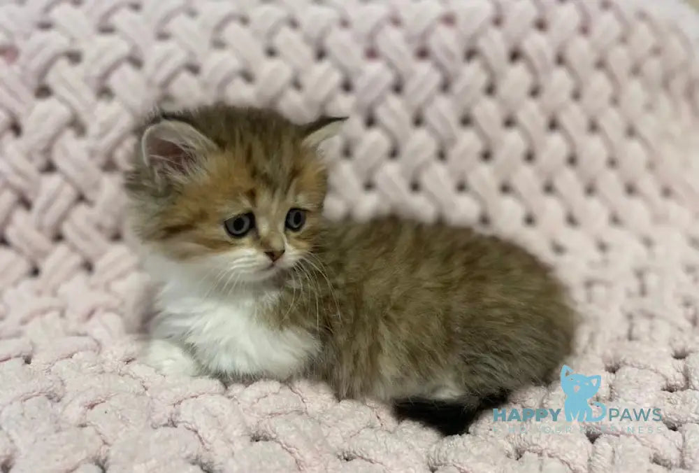 Teddy Munchkin Male Black Tabby Bicolour Live Animals