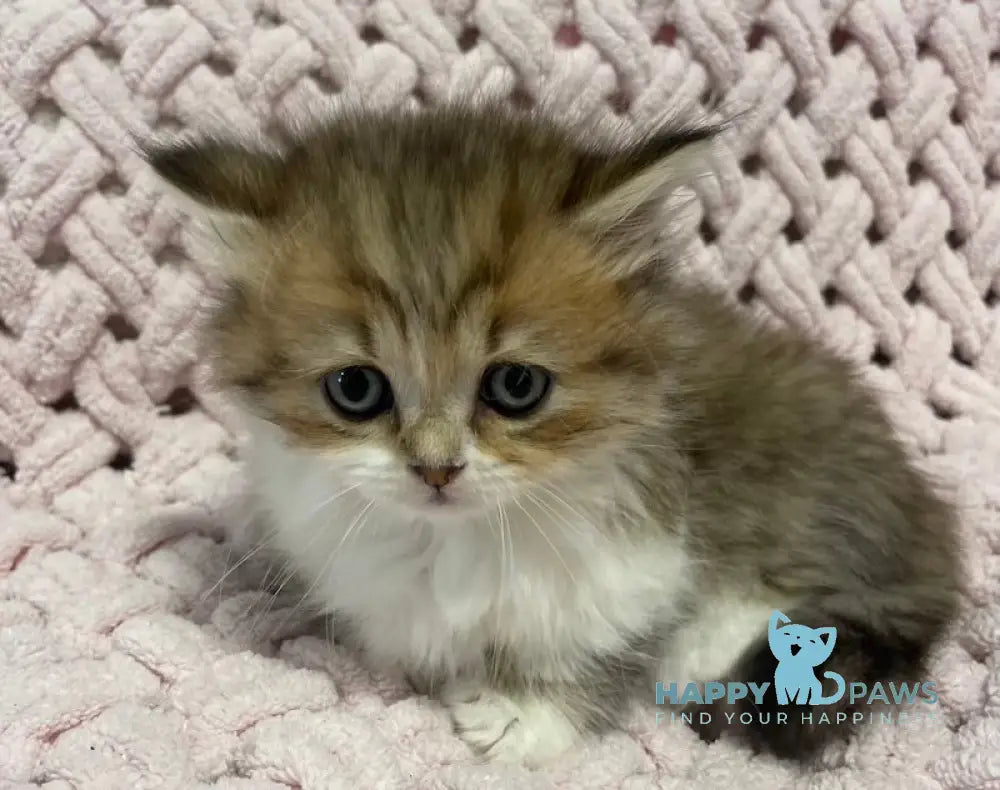 Teddy Munchkin Male Black Tabby Bicolour Live Animals