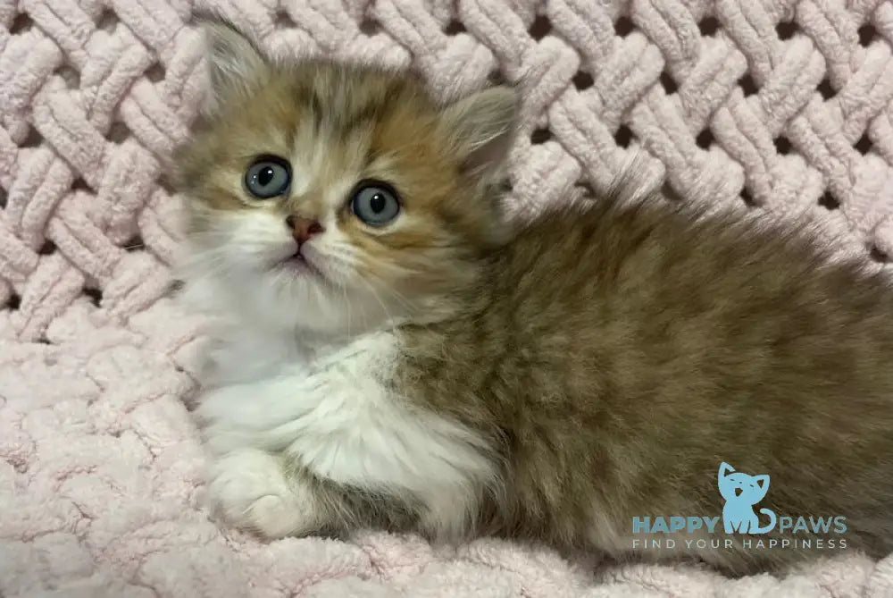 Teddy Munchkin Male Black Tabby Bicolour Live Animals