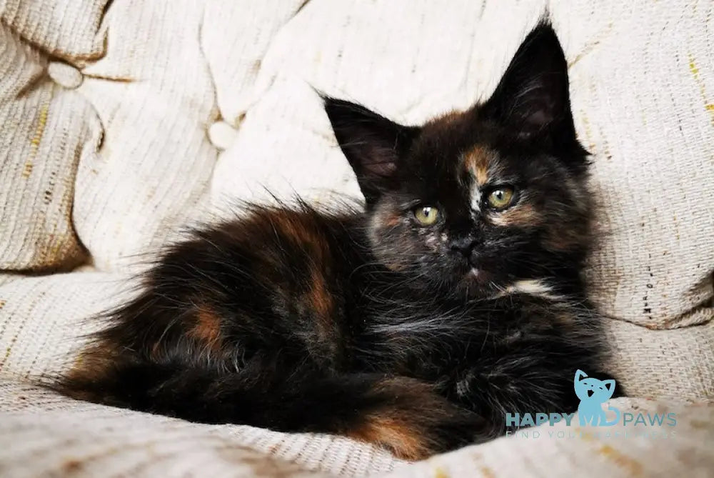 Tayna Maine Coon Female Black Tortie With White Live Animals