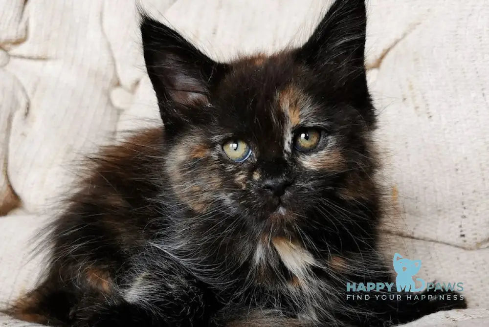 Tayna Maine Coon Female Black Tortie With White Live Animals