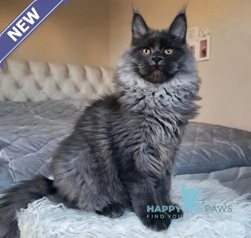 Tayna Maine Coon Female Blue Smoke Live Animals