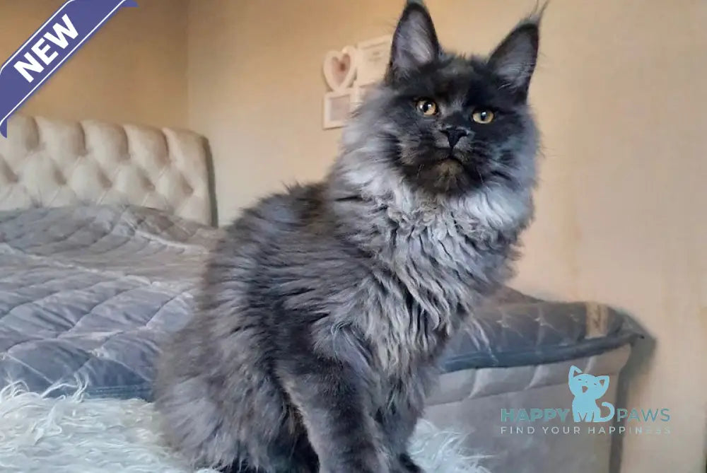 Tayna Maine Coon Female Blue Smoke Live Animals