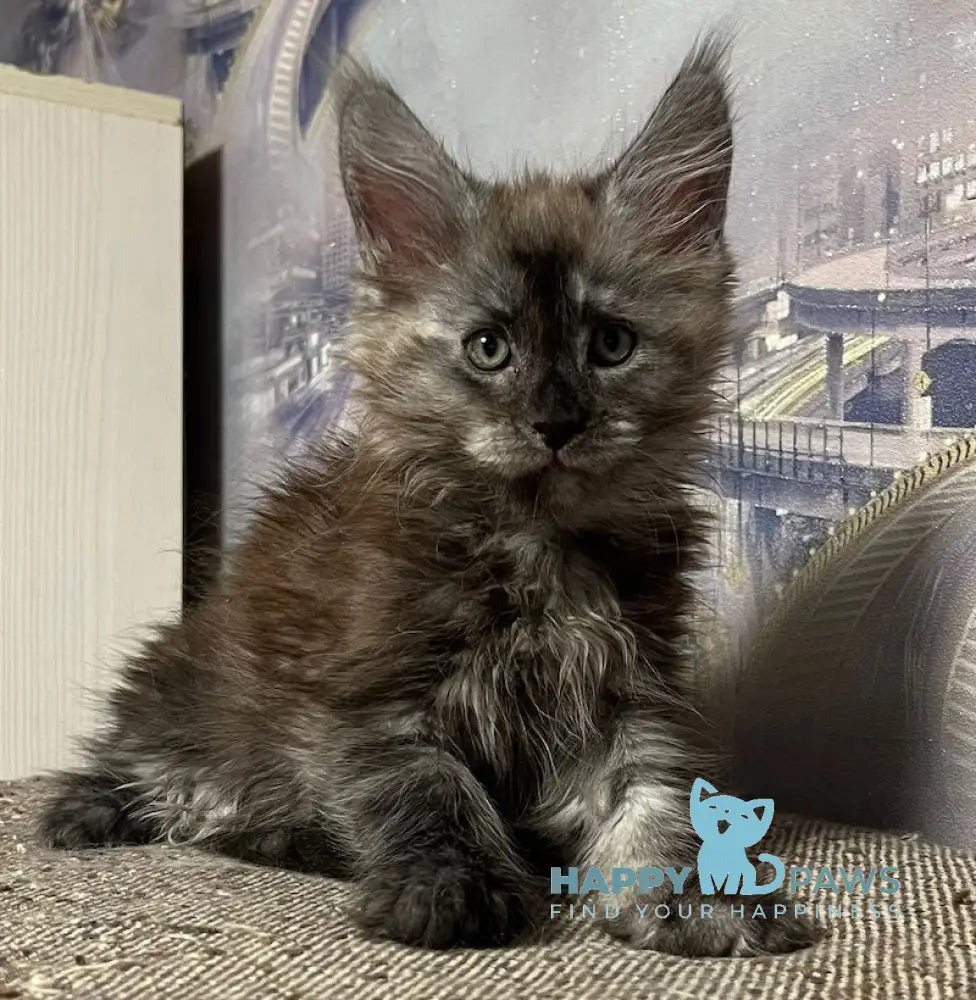 Ted Maine Coon Male Black Smoke Live Animals