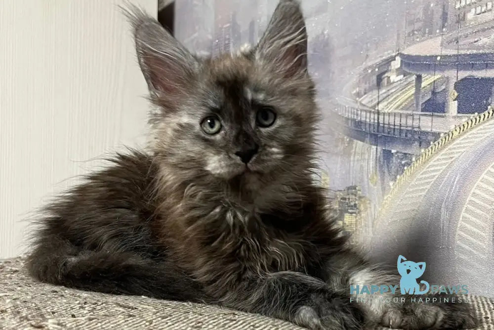 Ted Maine Coon Male Black Smoke Live Animals