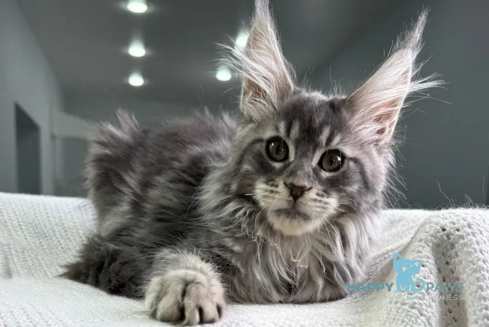 Telma Maine Coon Female Blue Tabby Live Animals