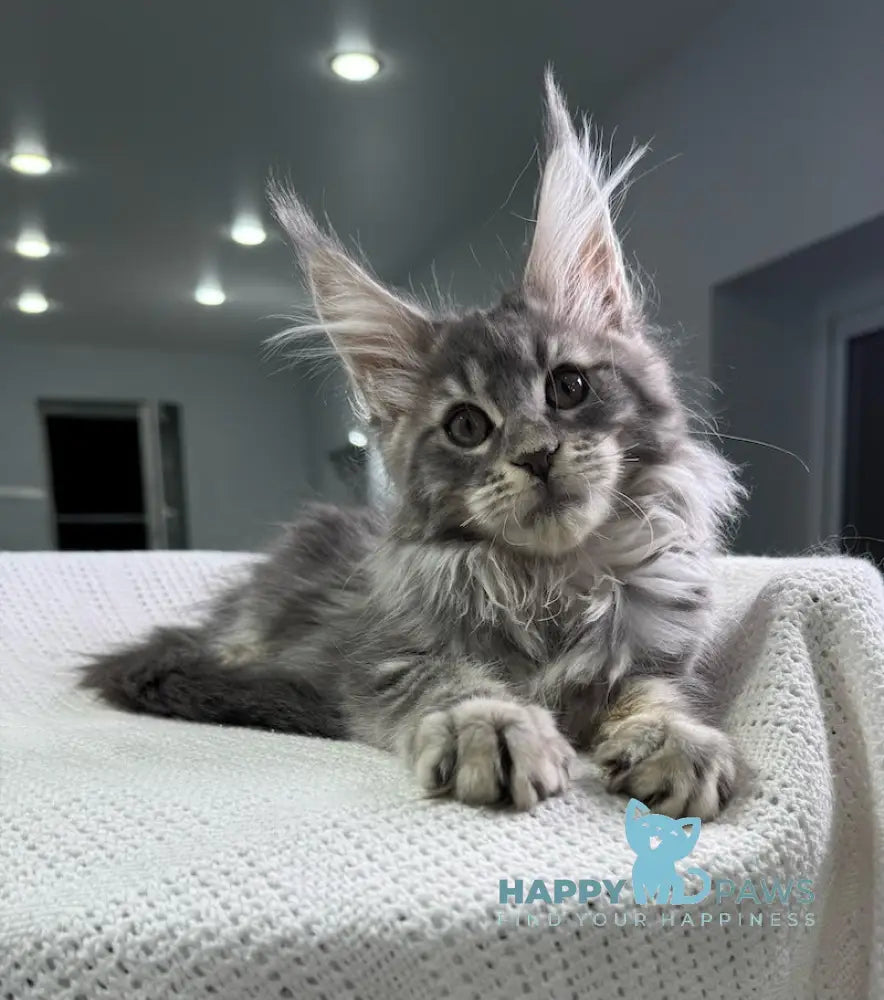 Telma Maine Coon Female Blue Tabby Live Animals