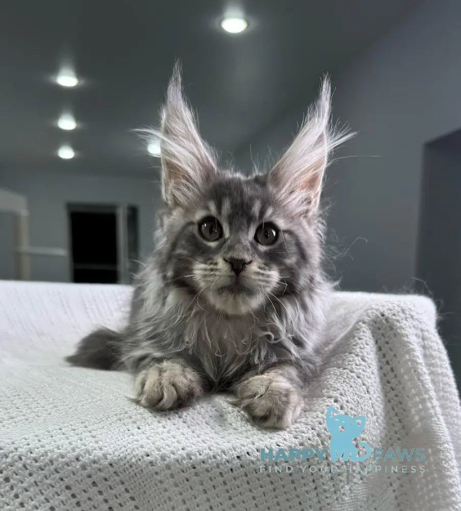 Telma Maine Coon Female Blue Tabby Live Animals