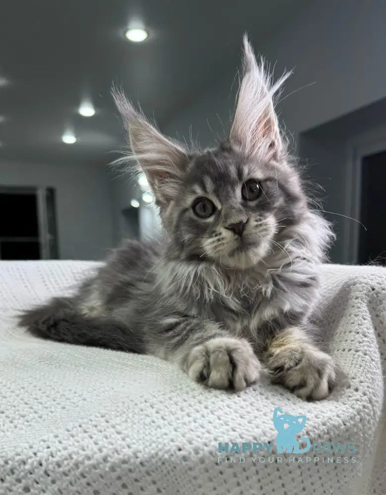 Telma Maine Coon Female Blue Tabby Live Animals