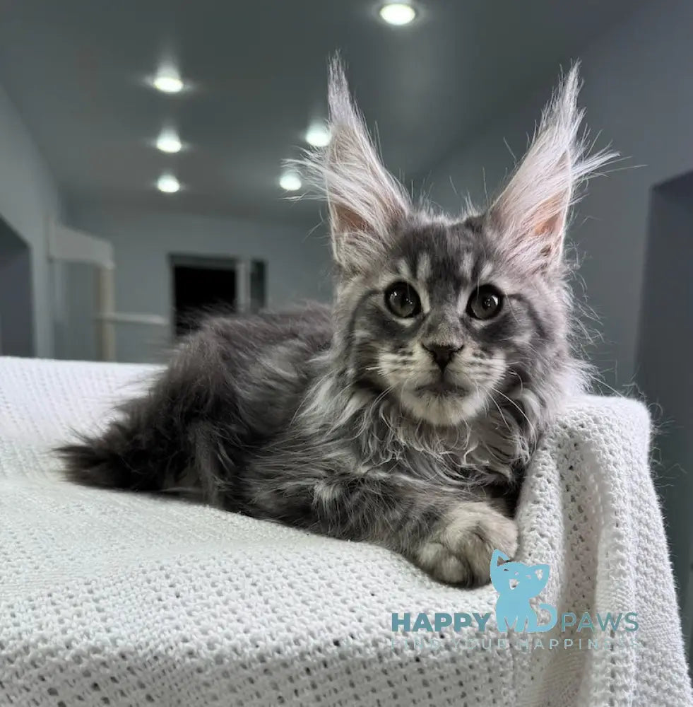 Telma Maine Coon Female Blue Tabby Live Animals