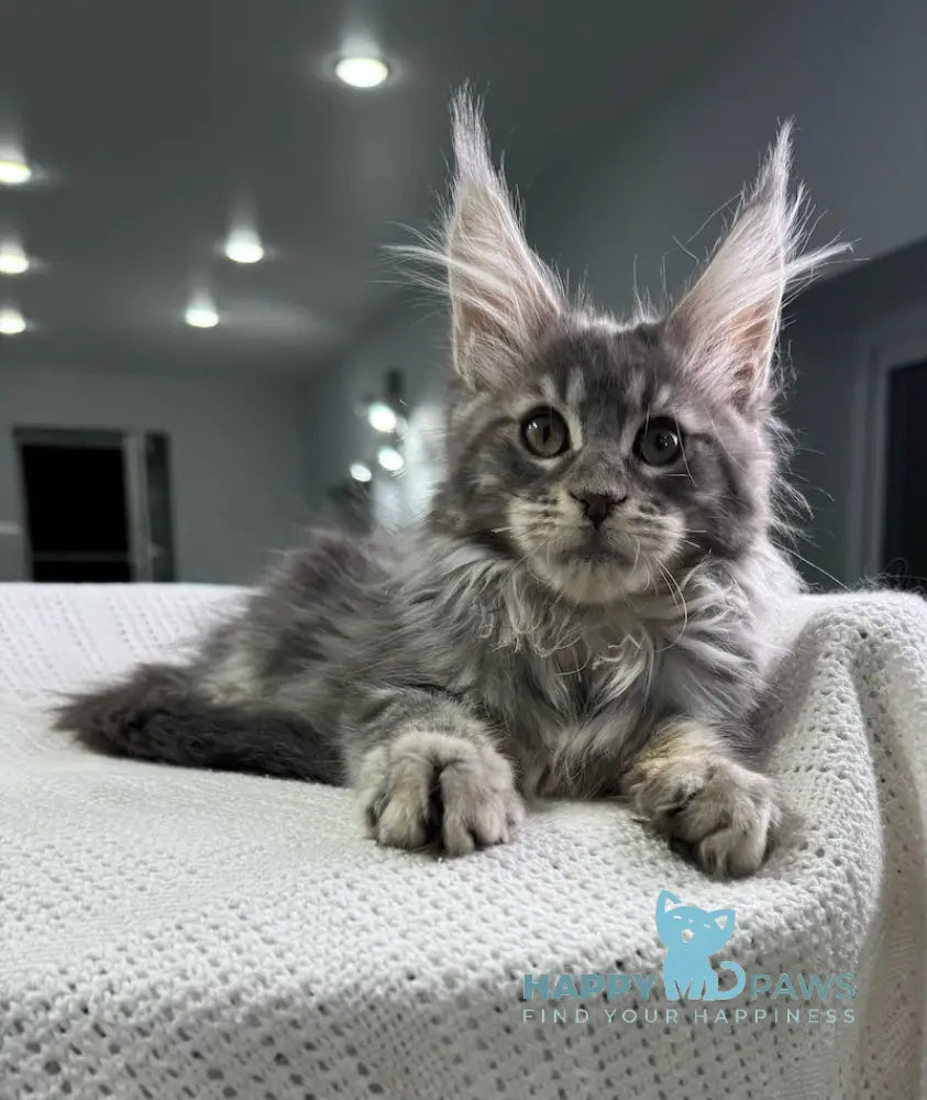 Telma Maine Coon Female Blue Tabby Live Animals