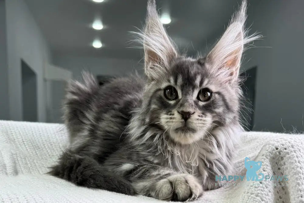 Telma Maine Coon Female Blue Tabby Live Animals