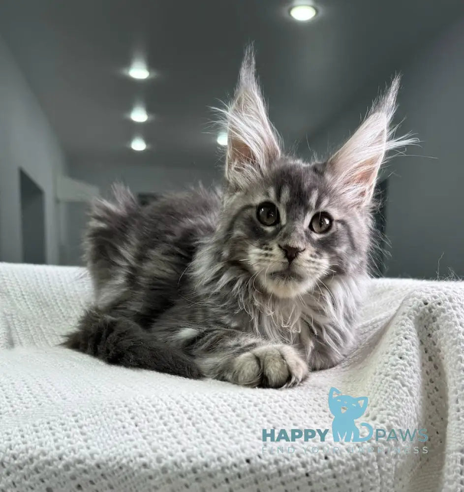 Telma Maine Coon Female Blue Tabby Live Animals