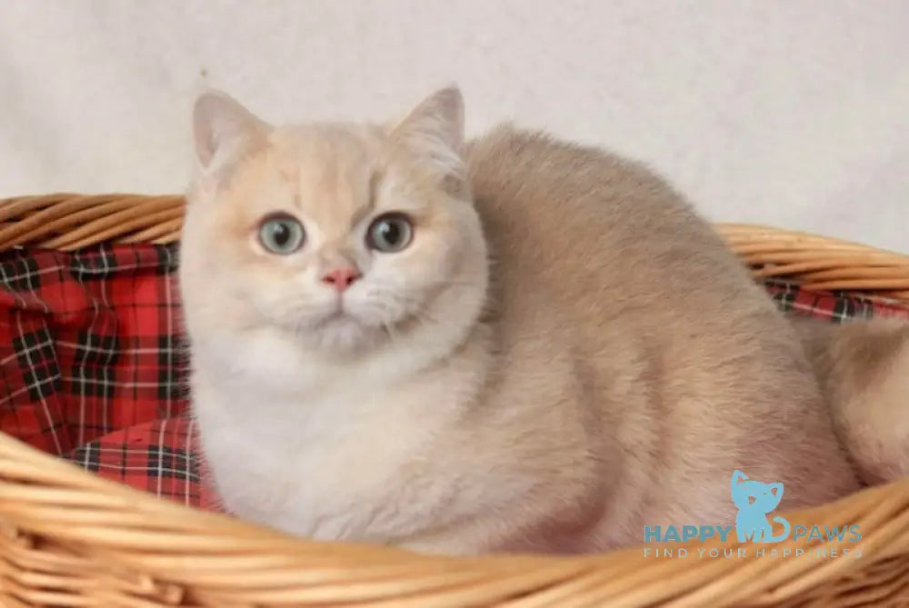 Terry British Shorthair Male Lilac Golden Chinchilla Live Animals