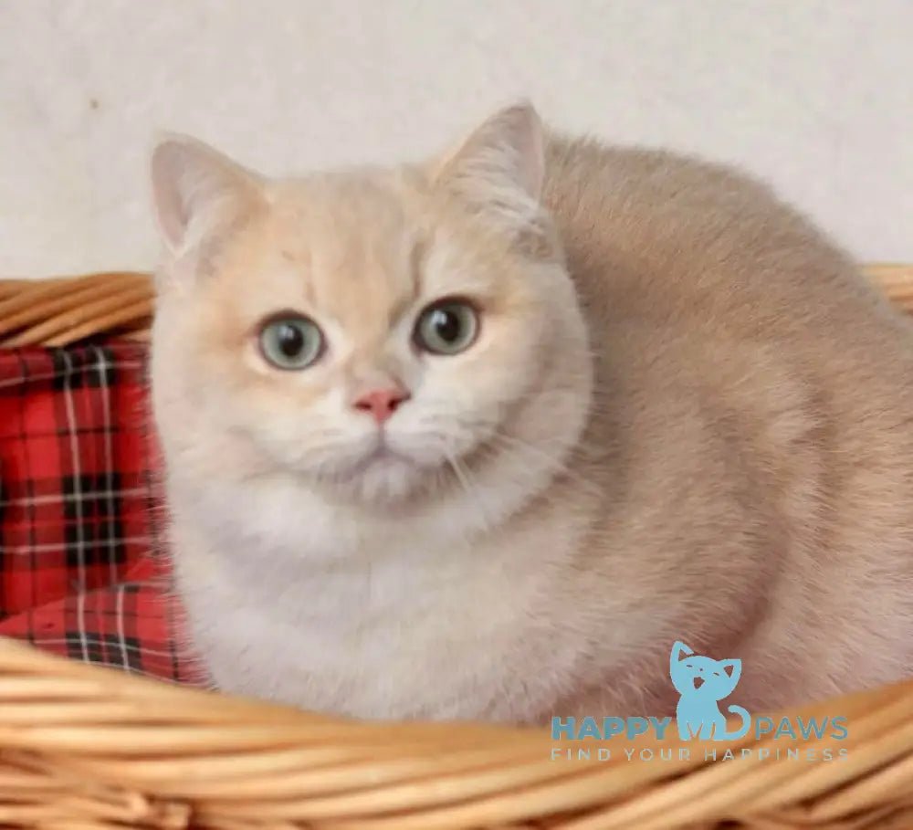 Terry British Shorthair Male Lilac Golden Chinchilla Live Animals