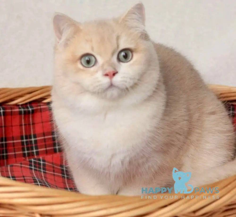 Terry British Shorthair Male Lilac Golden Chinchilla Live Animals