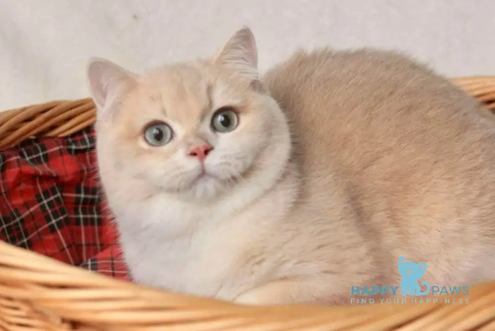 Terry British Shorthair Male Lilac Golden Chinchilla Live Animals