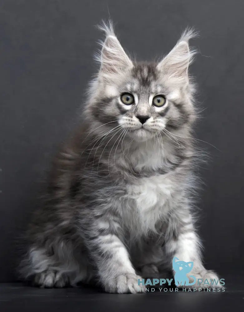 Tesla Maine Coon Female Black Silver Tabby Live Animals