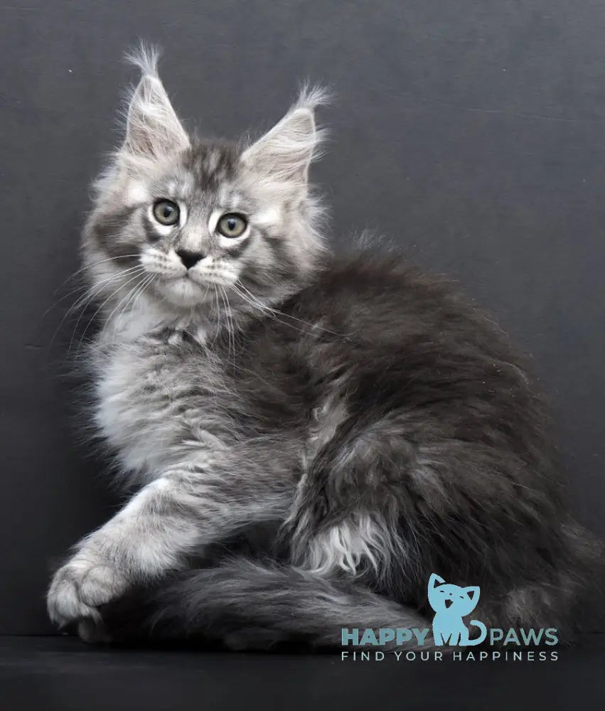 Tesla Maine Coon Female Black Silver Tabby Live Animals