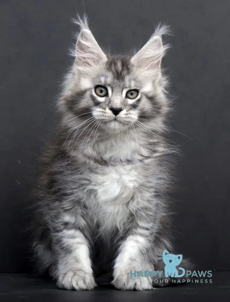 Tesla Maine Coon Female Black Silver Tabby Live Animals