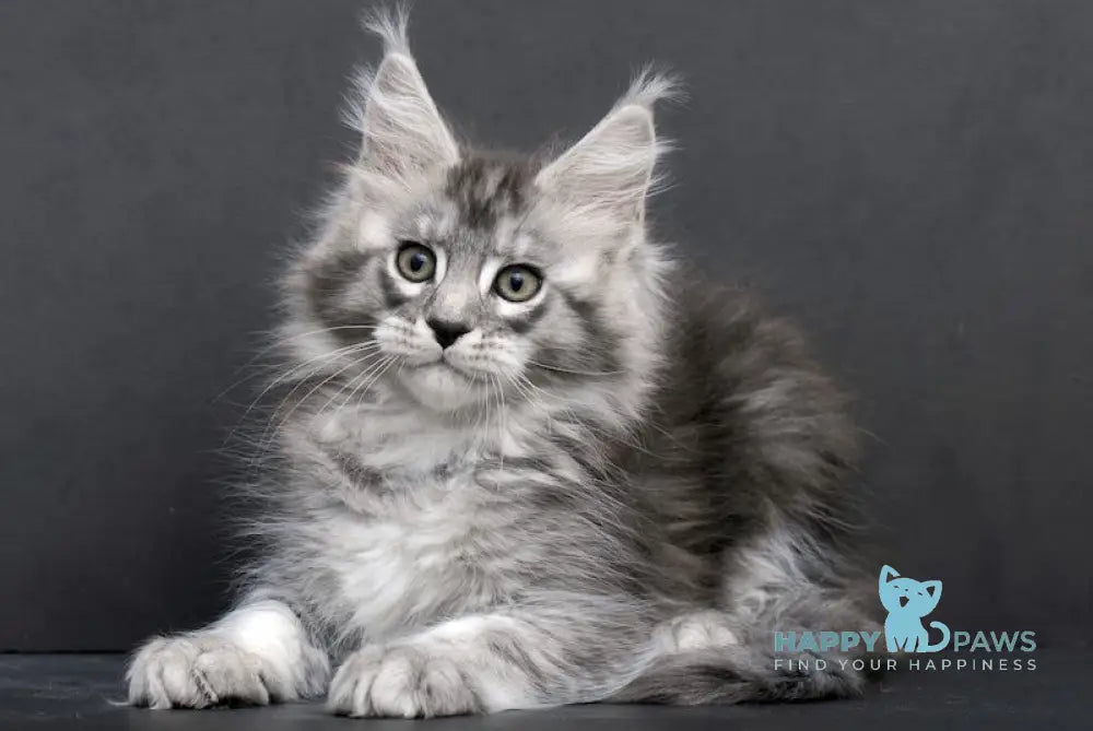 Tesla Maine Coon Female Black Silver Tabby Live Animals