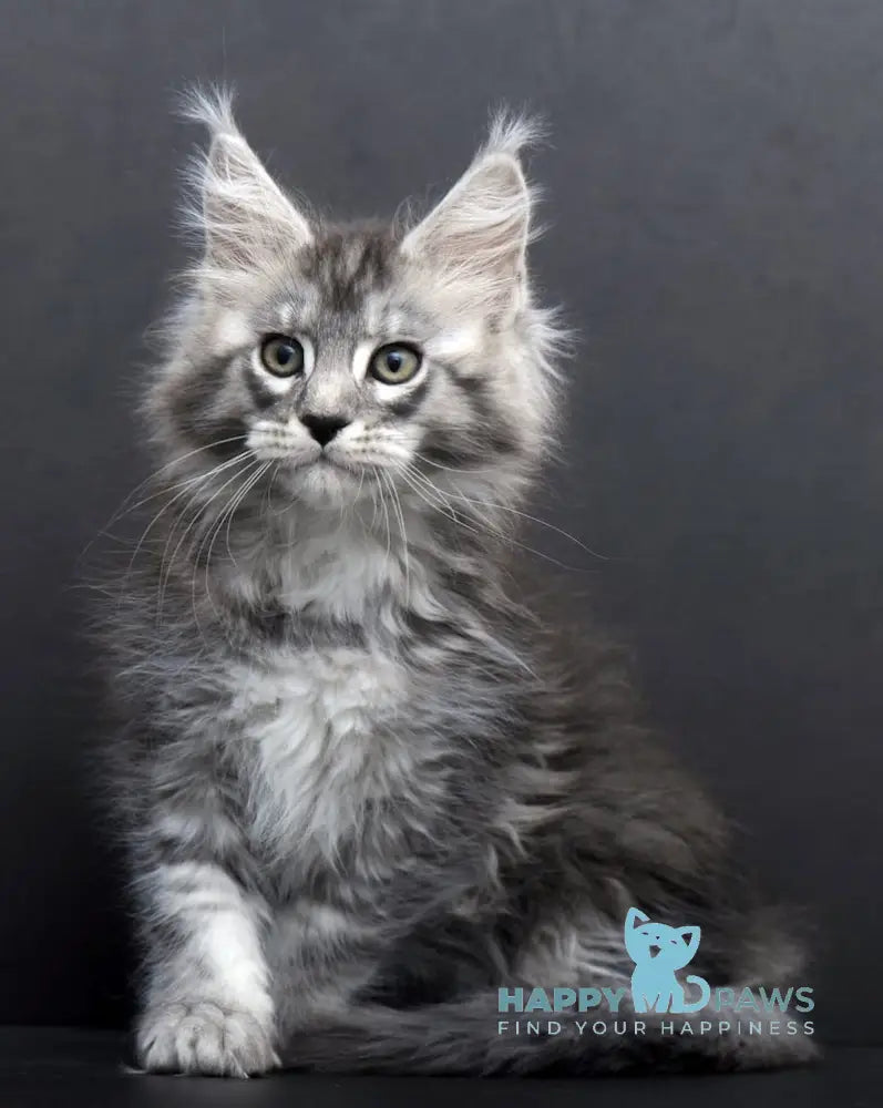 Tesla Maine Coon Female Black Silver Tabby Live Animals