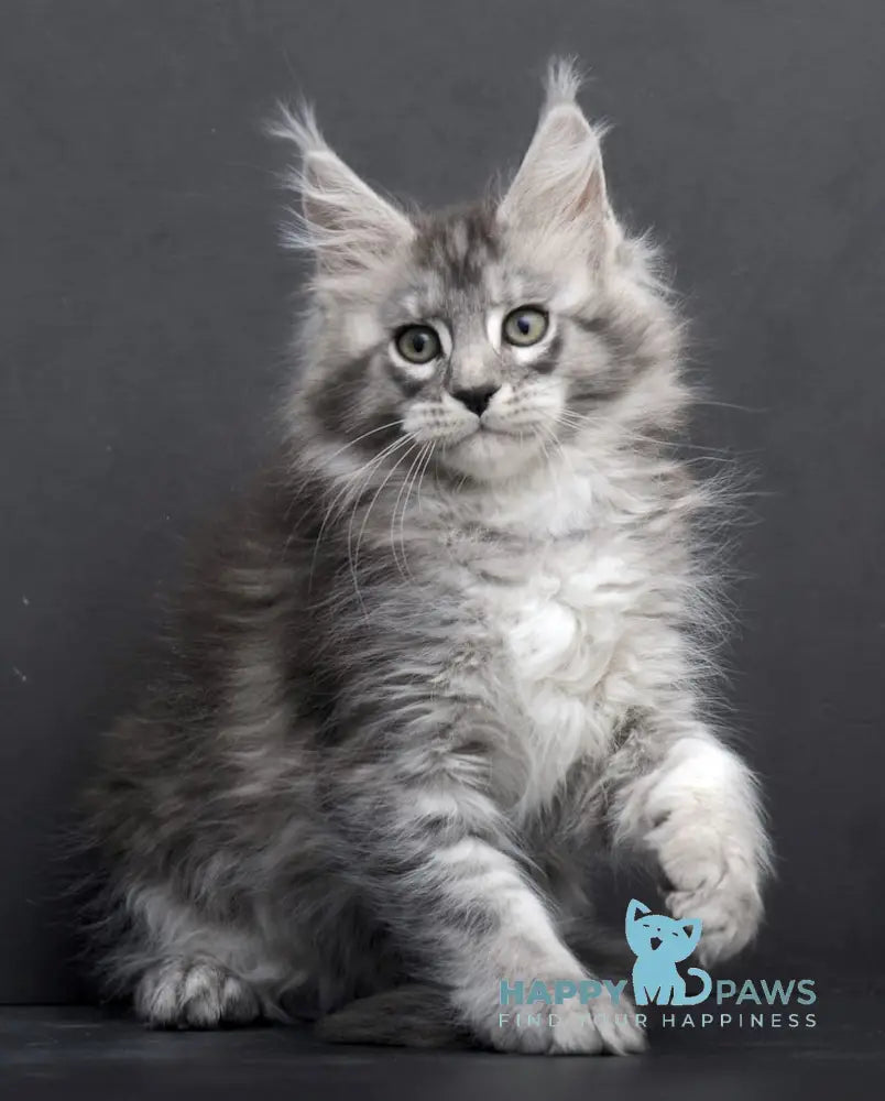 Tesla Maine Coon Female Black Silver Tabby Live Animals