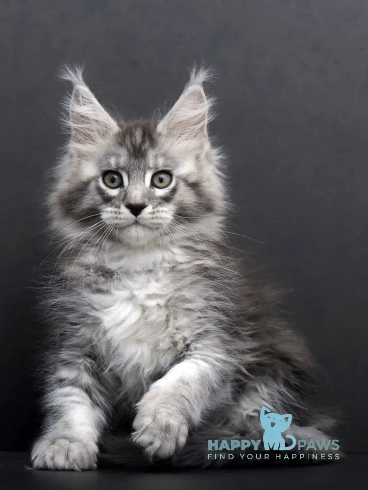 Tesla Maine Coon Female Black Silver Tabby Live Animals