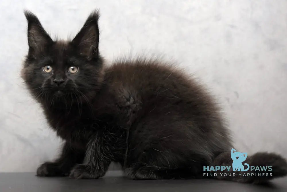 Tey Maine Coon Male Black Live Animals