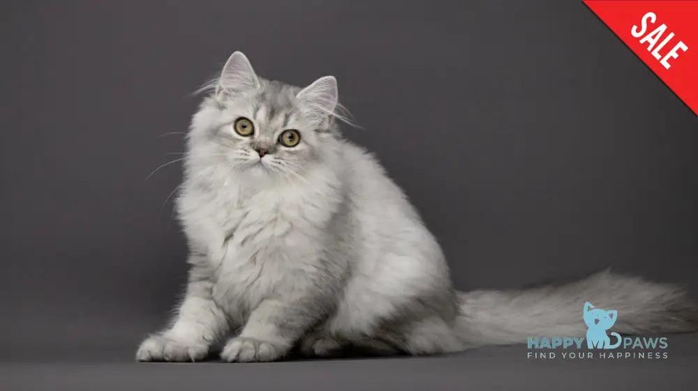 Tiana British Longhair Female Black Silver Ticked Tabby Live Animals