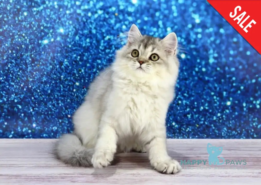 Tiana British Longhair Female Black Silver Ticked Tabby Live Animals