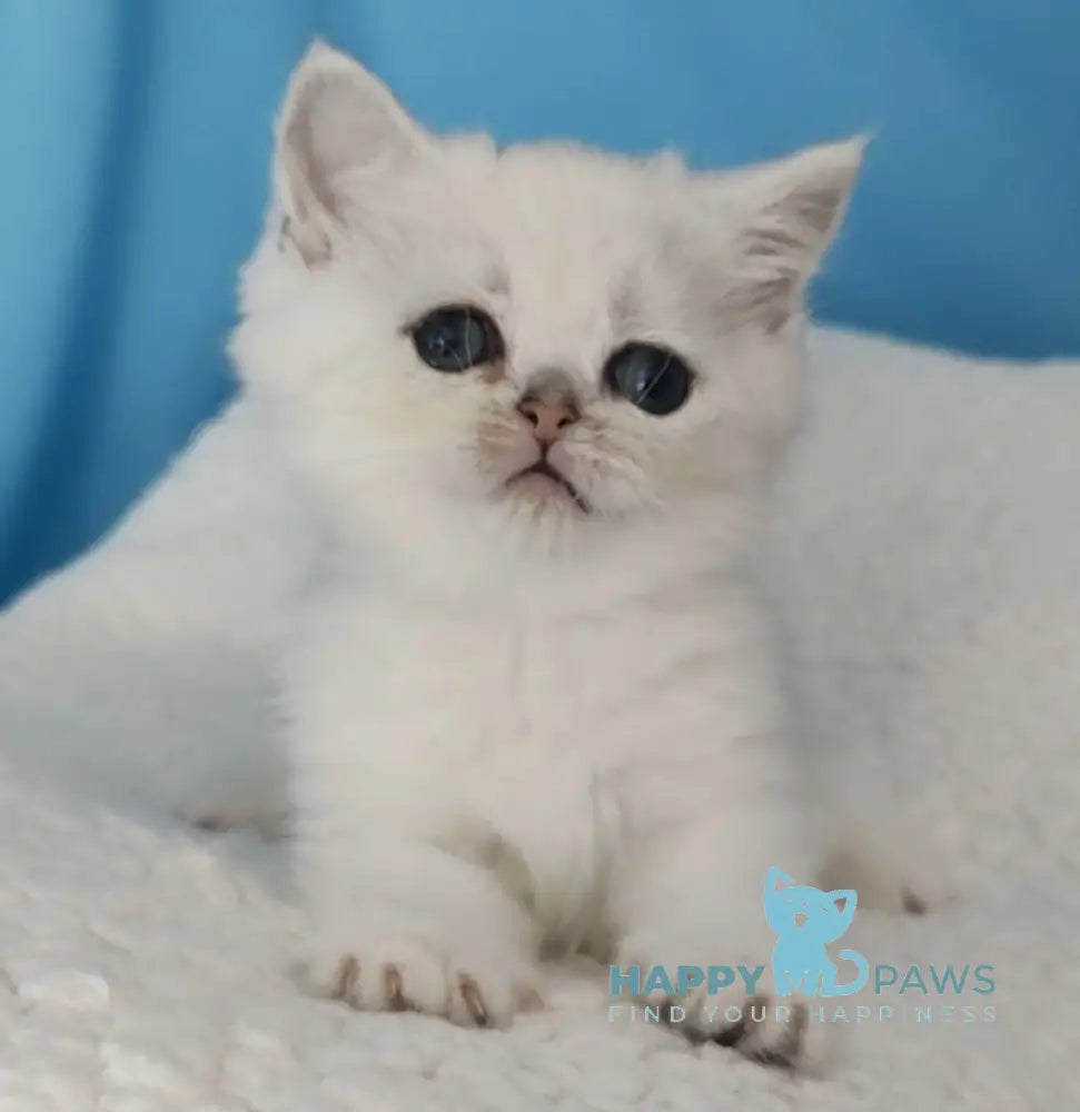 Tiffany British Shorthair Female Black Silver Shaded Live Animals