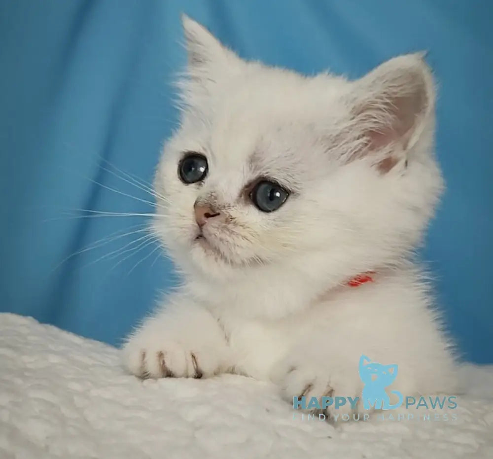 Tiffany British Shorthair Female Black Silver Shaded Live Animals