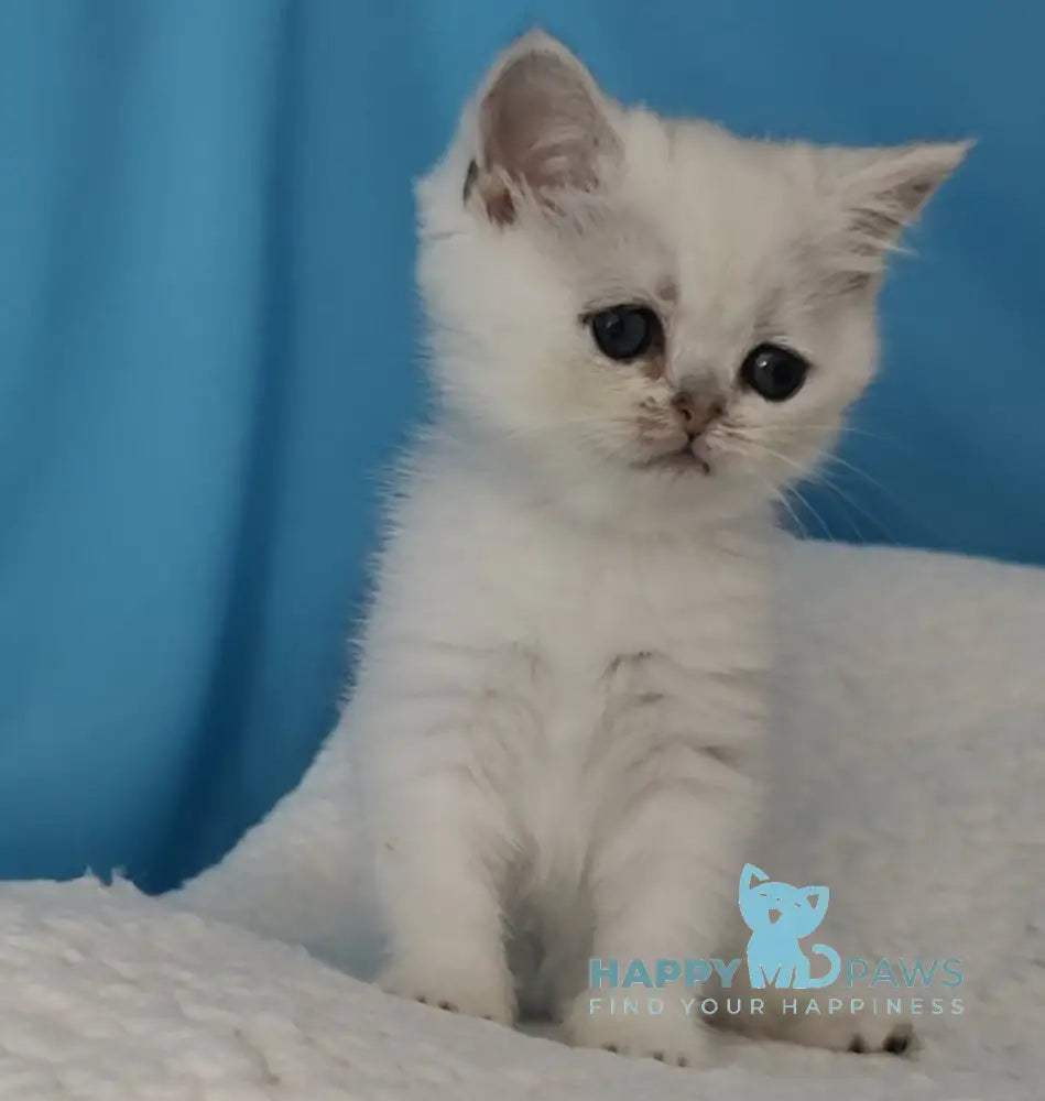 Tiffany British Shorthair Female Black Silver Shaded Live Animals