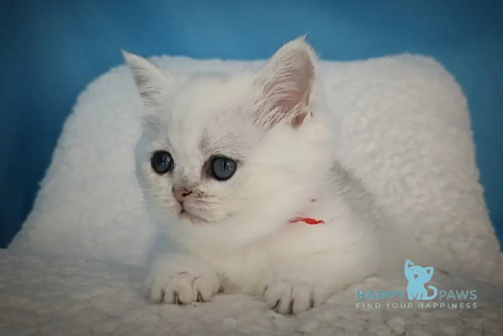 Tiffany British Shorthair Female Black Silver Shaded Live Animals