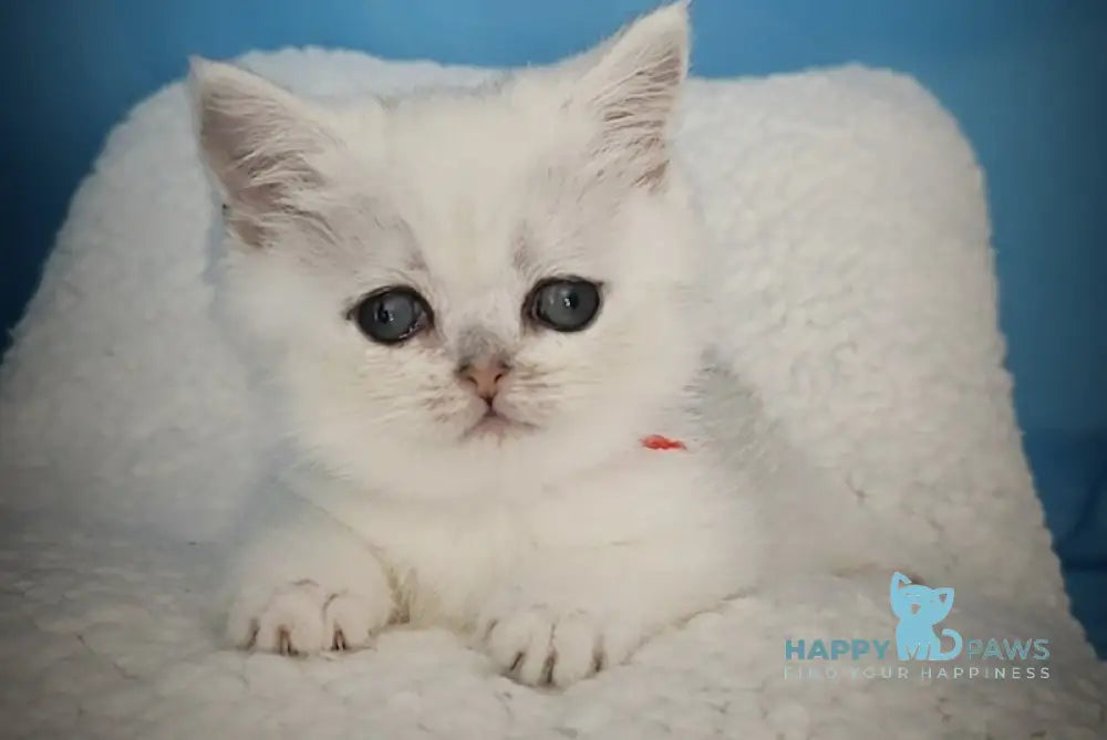 Tiffany British Shorthair Female Black Silver Shaded Live Animals